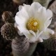 Tephrocactus articulatus inermis
