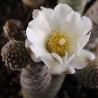 Тефрокактус Tephrocactus articulatus inermis