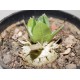 Pachypodium brevicaule