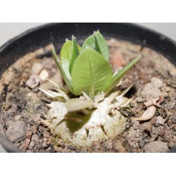 Pachypodium brevicaule