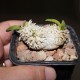 Pachypodium brevicaule