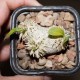Pachypodium brevicaule