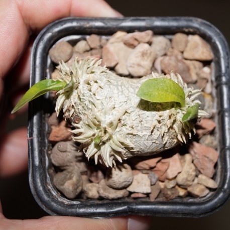 Pachypodium brevicaule