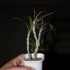 Euphorbia waringiae