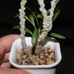 Euphorbia waringiae