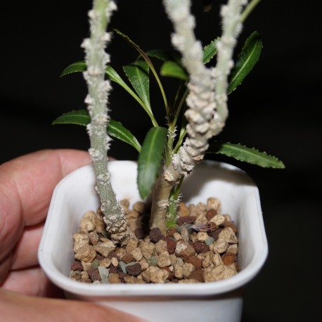 Euphorbia waringiae