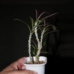 Euphorbia waringiae