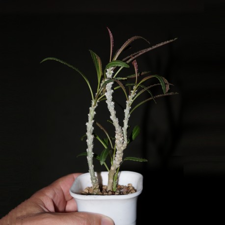 Euphorbia waringiae