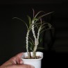 Эуфорбия Euphorbia waringiae