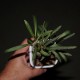 Euphorbia waringiae