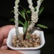 Euphorbia waringiae