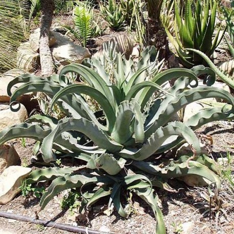 Агава Agave gypsophila