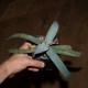 Agave titanota Blue