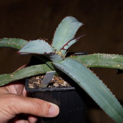 Agave titanota Blue