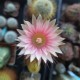 Neochilenia sp - БОЛЕЕ 45 ЛЕТ, эксклюзив
