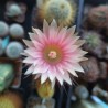 Neochilenia sp - БОЛЕЕ 45 ЛЕТ, эксклюзив