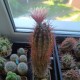 Neochilenia sp - БОЛЕЕ 45 ЛЕТ, эксклюзив