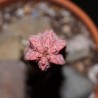 Euphorbia abdelkuri Damask