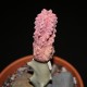 Euphorbia abdelkuri Damask