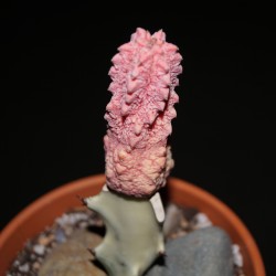 Euphorbia abdelkuri Damask