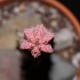 Euphorbia abdelkuri Damask
