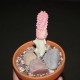 Euphorbia abdelkuri Damask