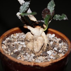 Euphorbia ambovombensis