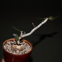 Euphorbia ambovombensis