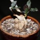 Euphorbia ambovombensis
