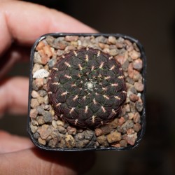 Сулькоребуция Sulcorebutia albiareolata