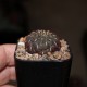 Сулькоребуция Sulcorebutia albiareolata