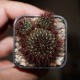 Сулькоребуция Sulcorebutia firaguensis renatae