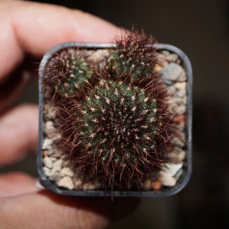 Сулькоребуция Sulcorebutia firaguensis renatae