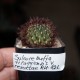 Сулькоребуция Sulcorebutia firaguensis renatae