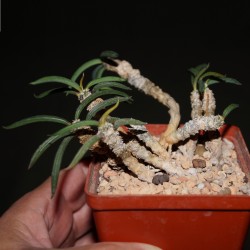 Euphorbia cylindrifolia 
