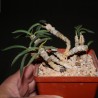 Эуфорбия Euphorbia cylindrifolia