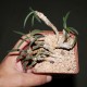 Euphorbia cylindrifolia 