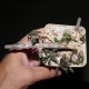 Эуфорбия Euphorbia decaryi var.decaryi
