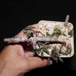 Эуфорбия Euphorbia decaryi var.decaryi