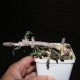 Эуфорбия Euphorbia decaryi var.decaryi