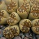 Lithops dorotheae