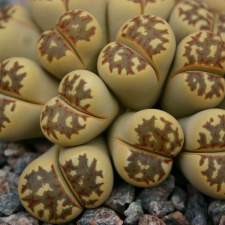 Lithops dorotheae