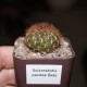Сулькоребуция Sulcorebutia candiae