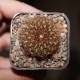 Сулькоребуция Sulcorebutia candiae