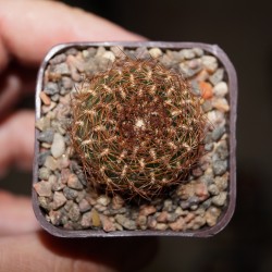 Сулькоребуция Sulcorebutia candiae