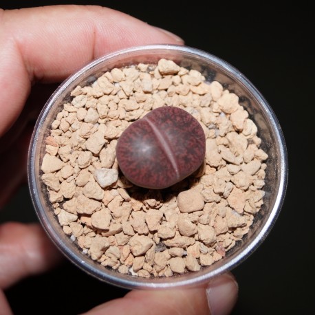 Lithops aucampiae Kuruman