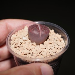 Lithops aucampiae Kuruman