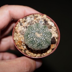 Astrophytum asterias small
