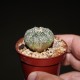 Astrophytum asterias