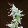 Эуфорбия Euphorbia horrida monstrosa - черенок